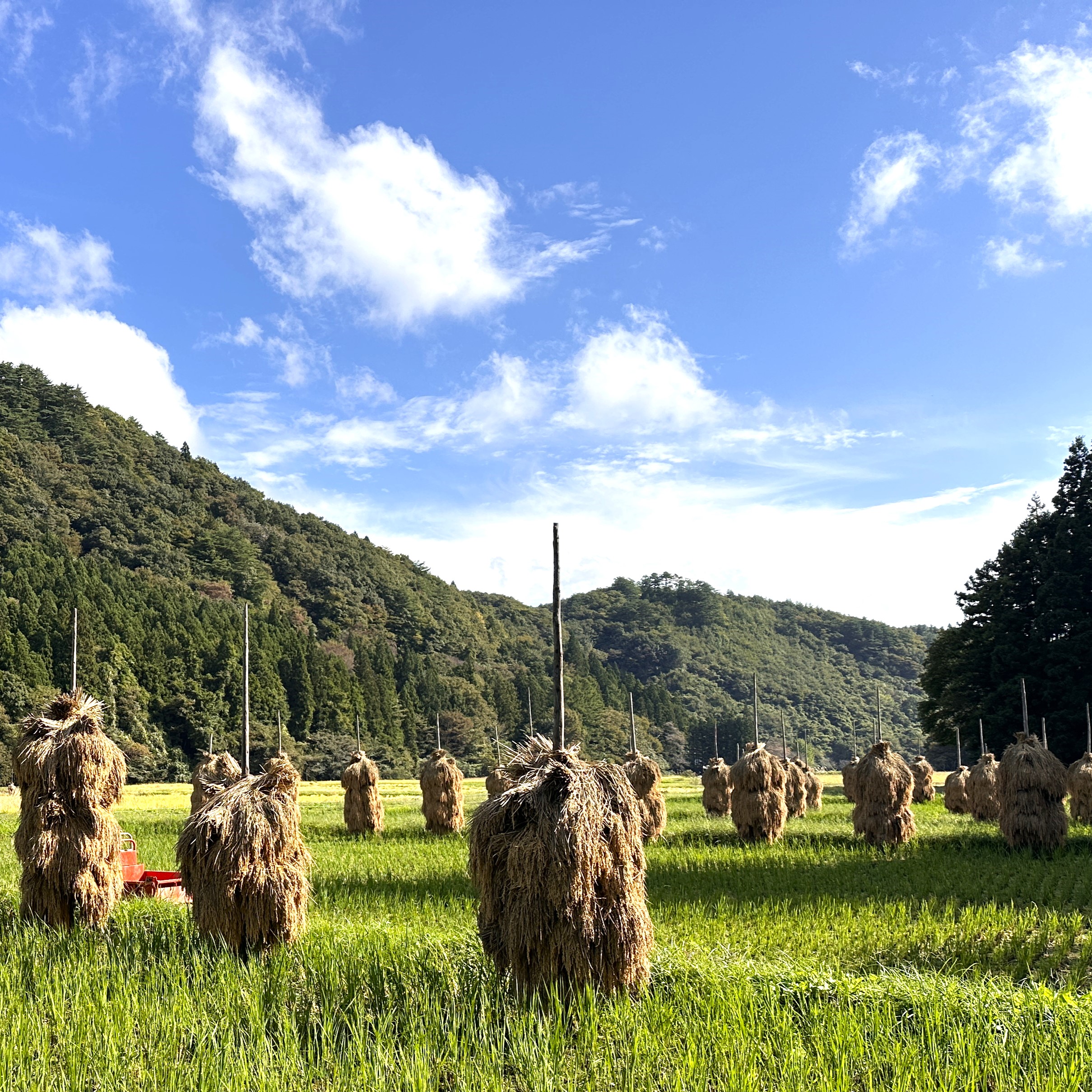 「ほんにょ」、「くいがけ」etc.