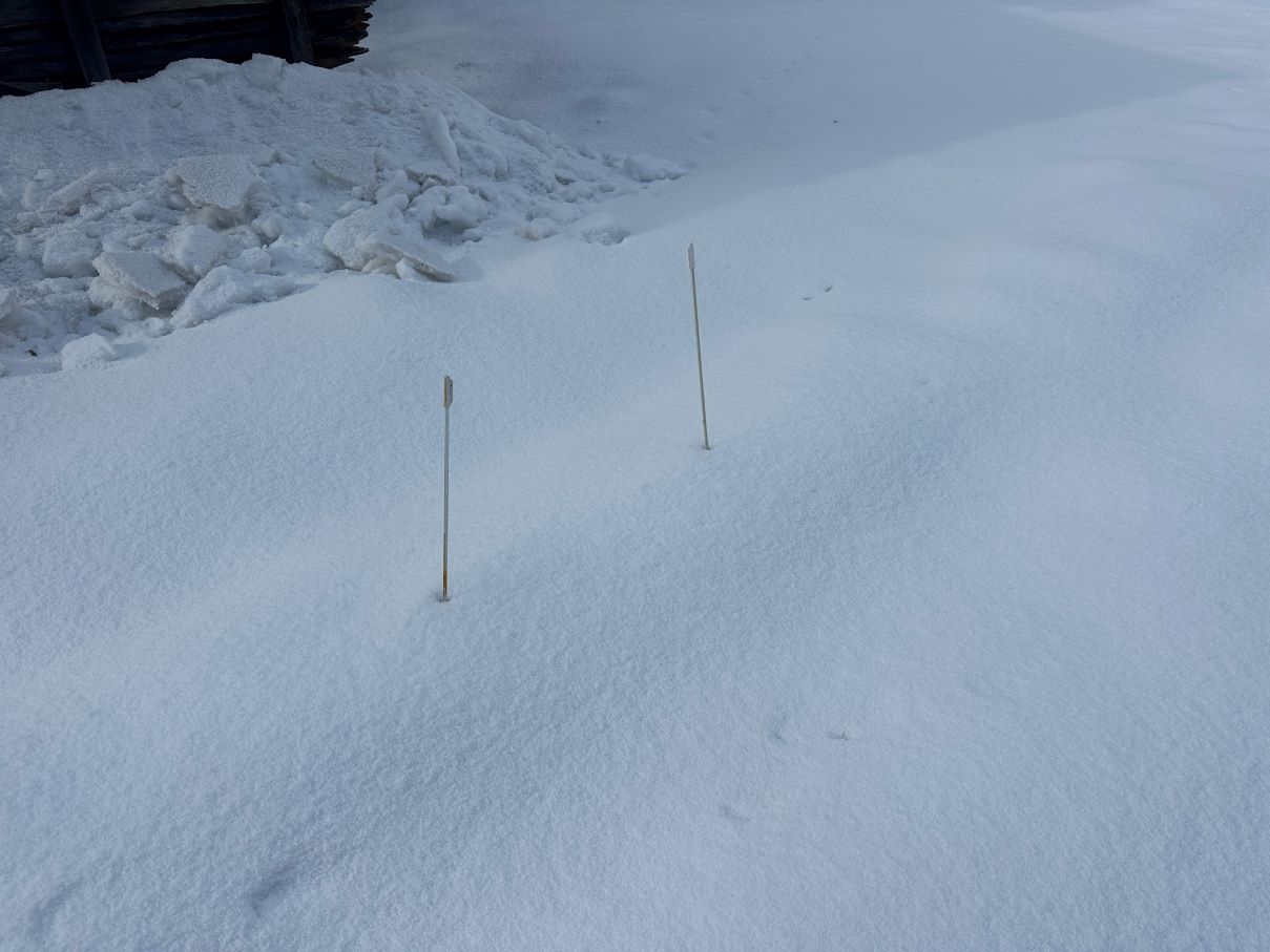 雪の下ルッコラ（1/8）