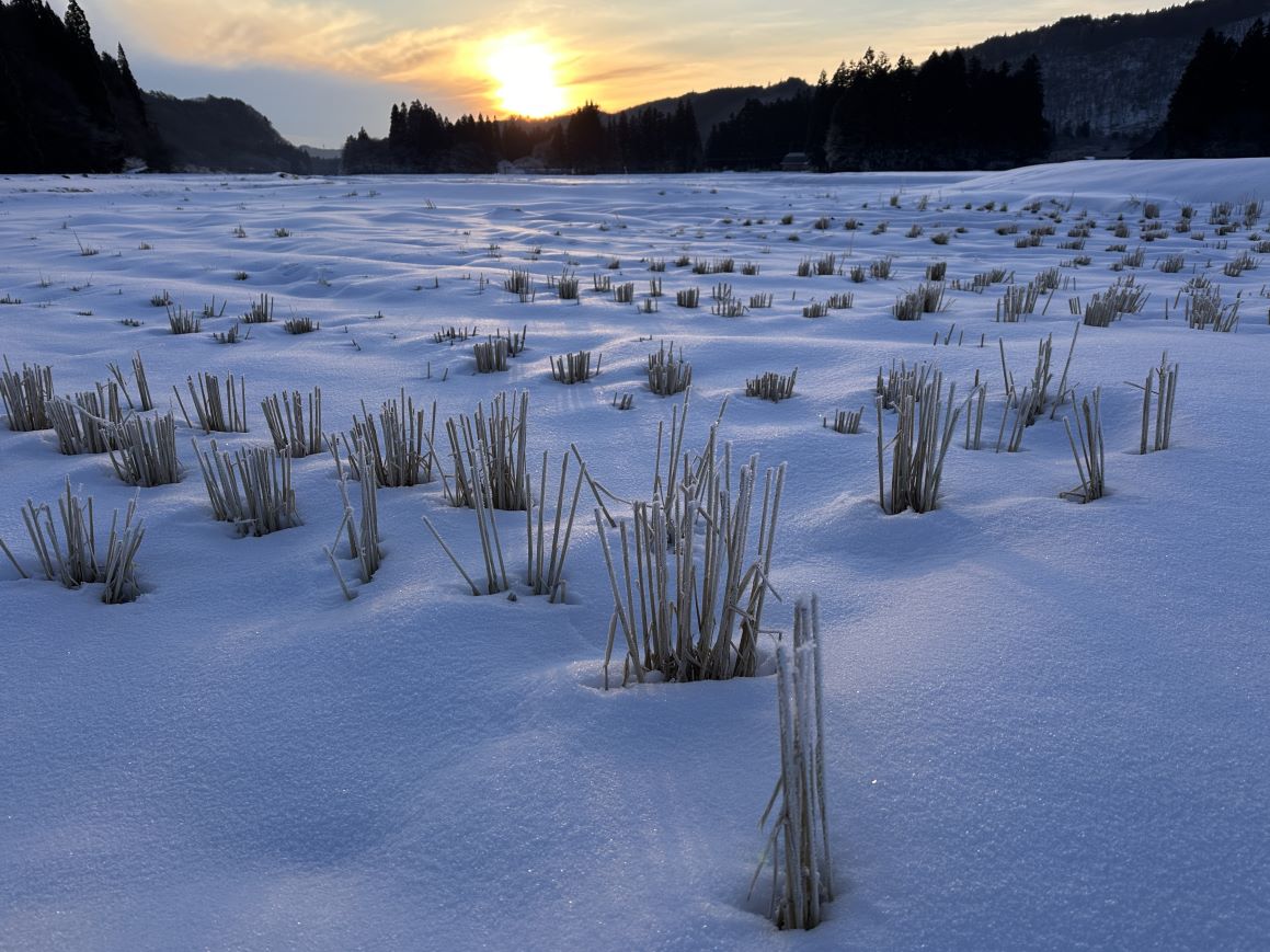 朝の雪（1/20）