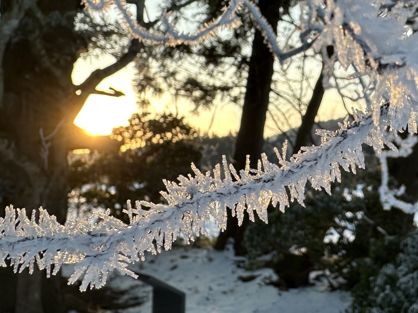 樹霜たち（1/20）