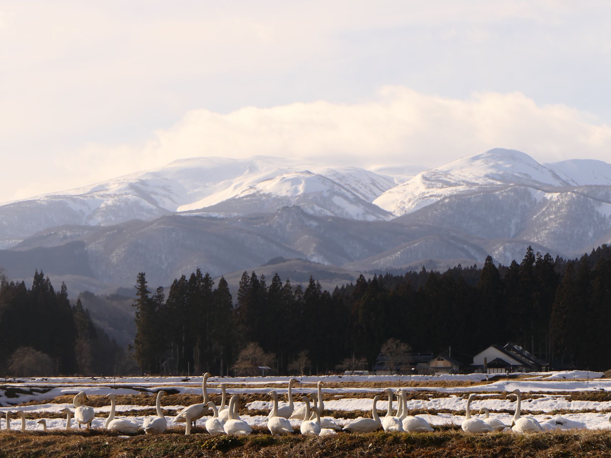 ハクチョウ（1/26）