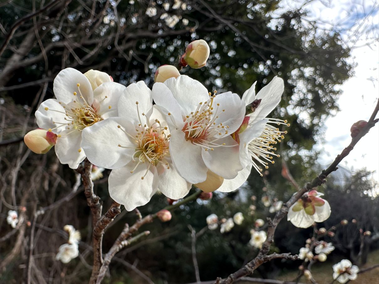 梅の季節（2/1）