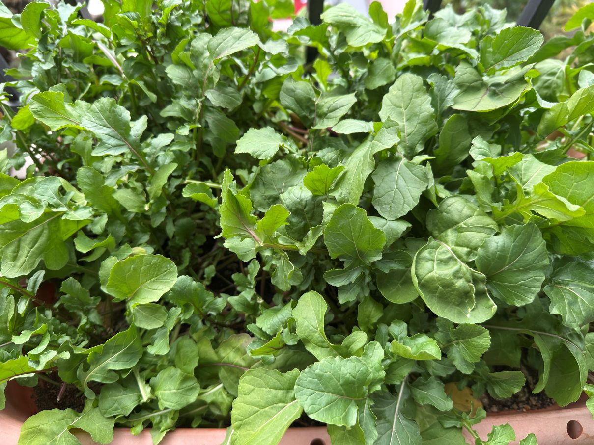 元気なルッコラ（2/1）