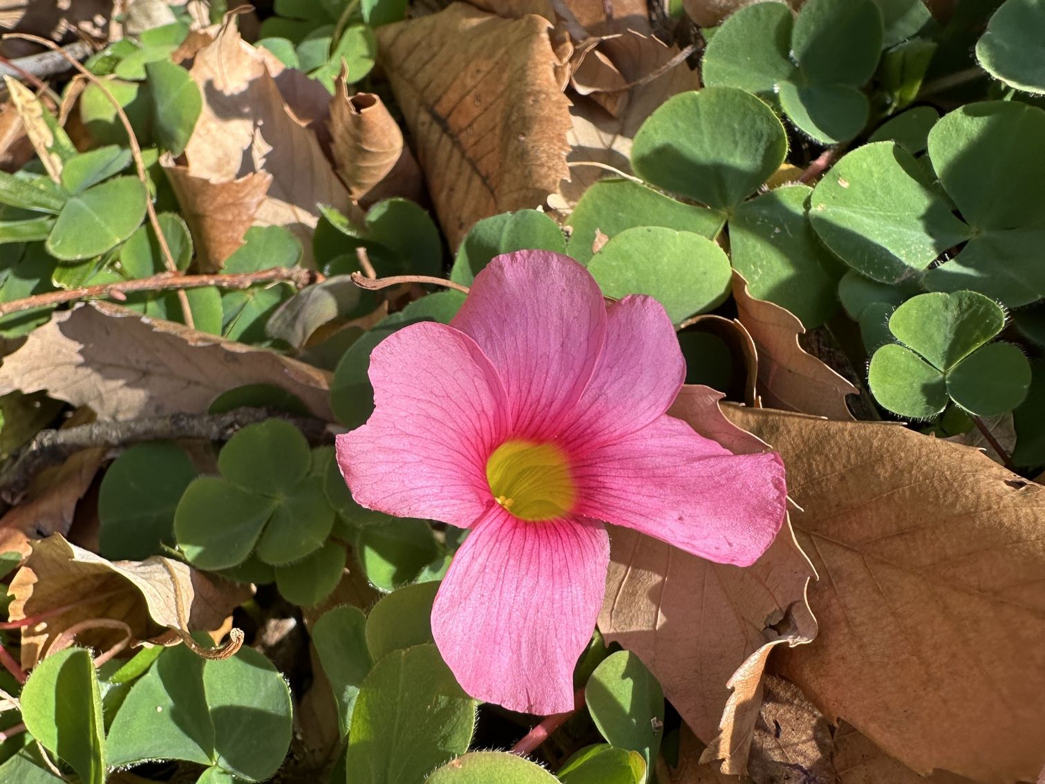 ハナカタバミ（2/7）