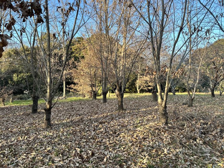 ミニミニトレイルラン（2/14）