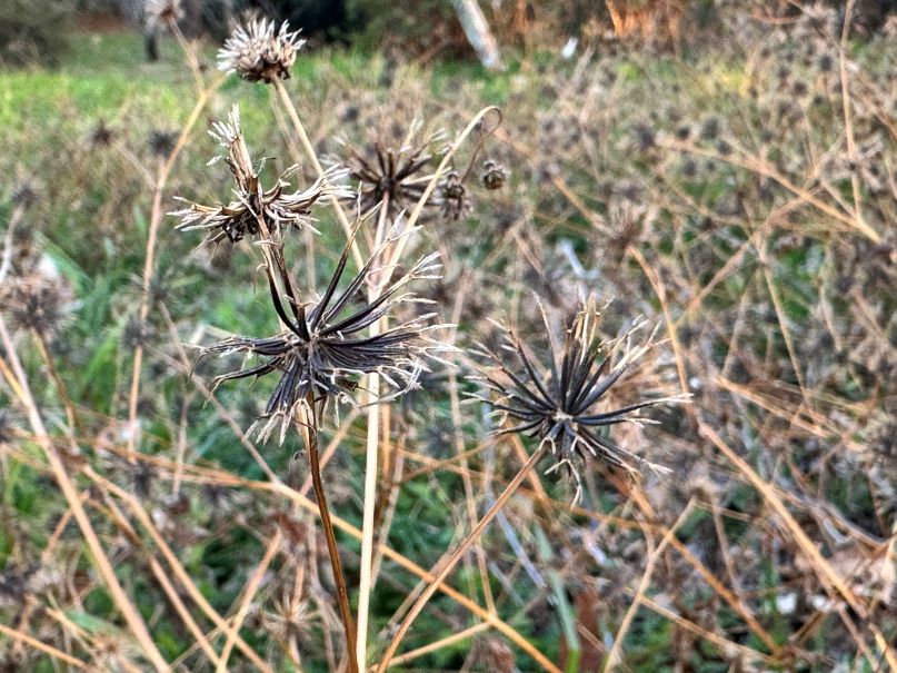 センダングサ（2/14）