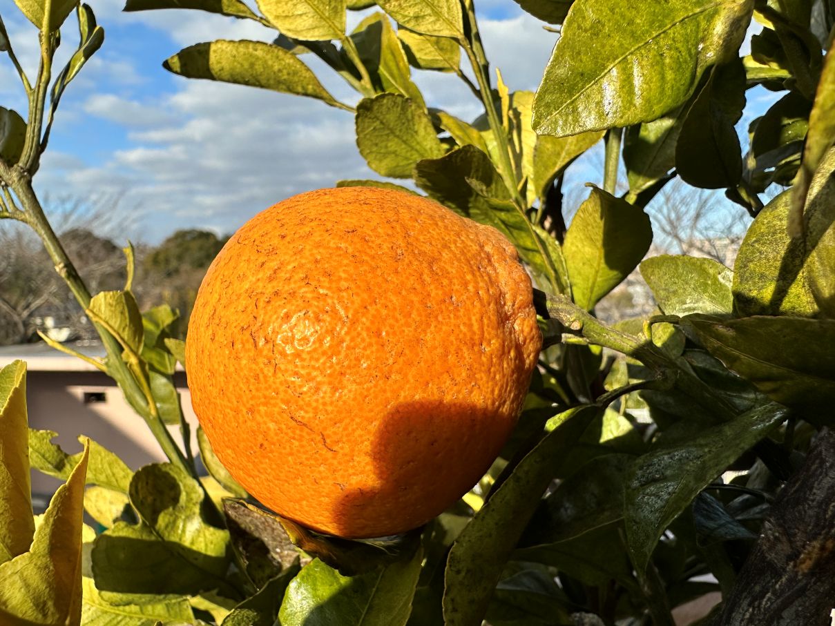 ベランダの不知火（2/15）