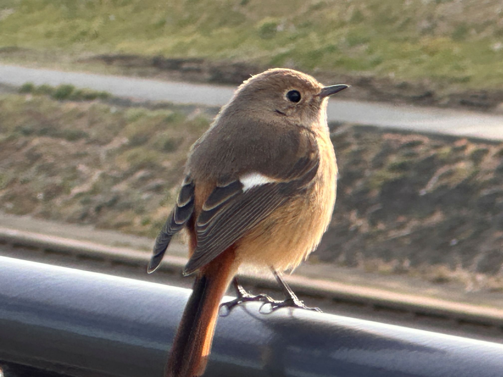 ジョウビタキ（2/20）