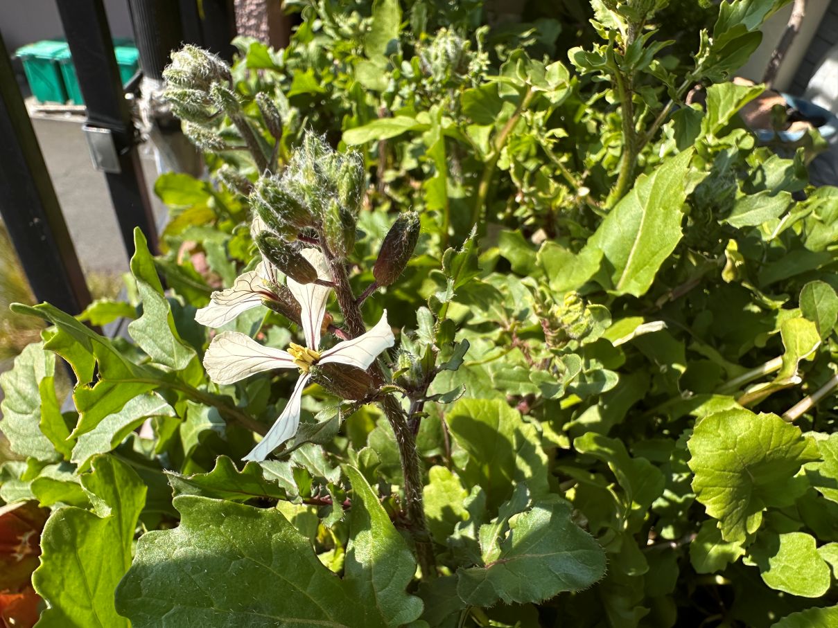 ルッコラの薹（3/2）