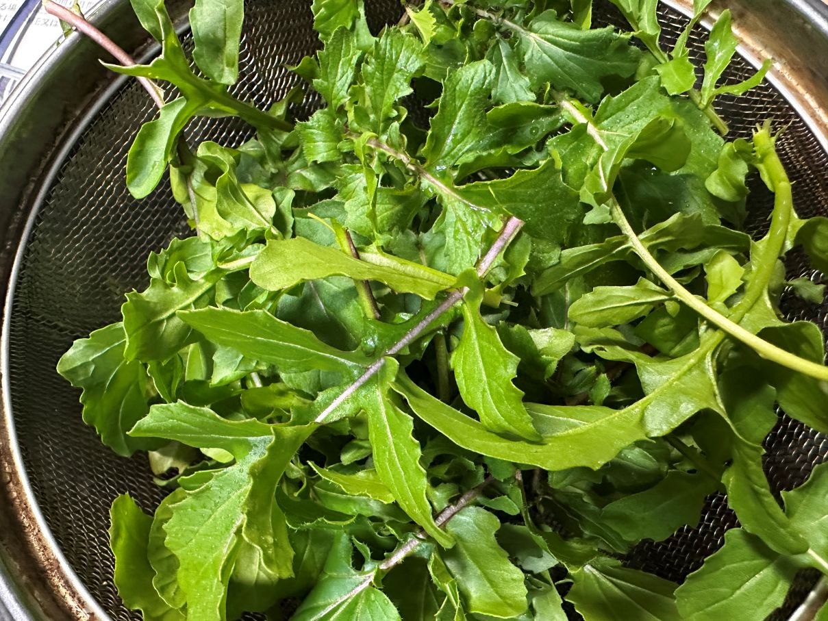 まだまだルッコラ（3/5）