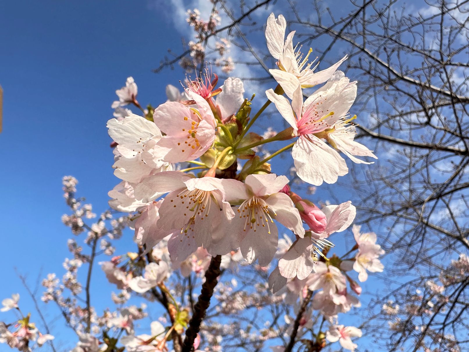 玉縄桜？（3/7）