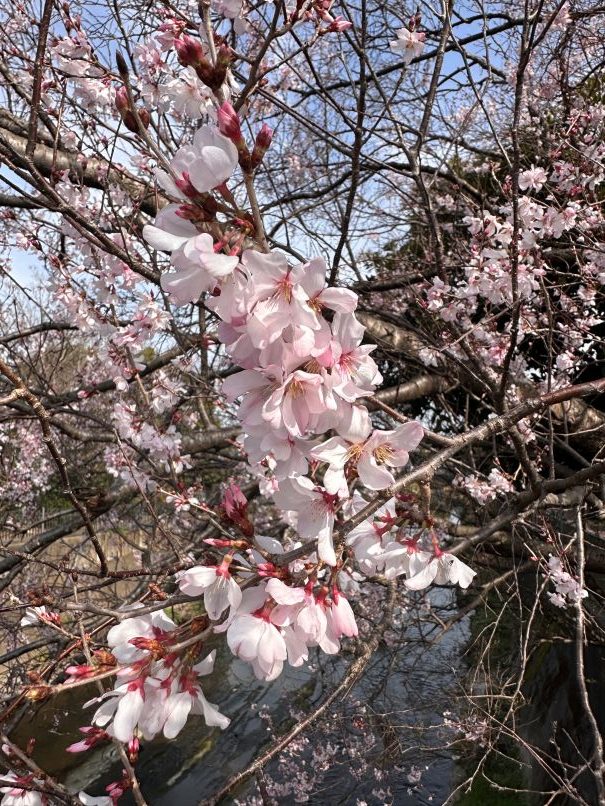 久しぶりのランニング（3/25）