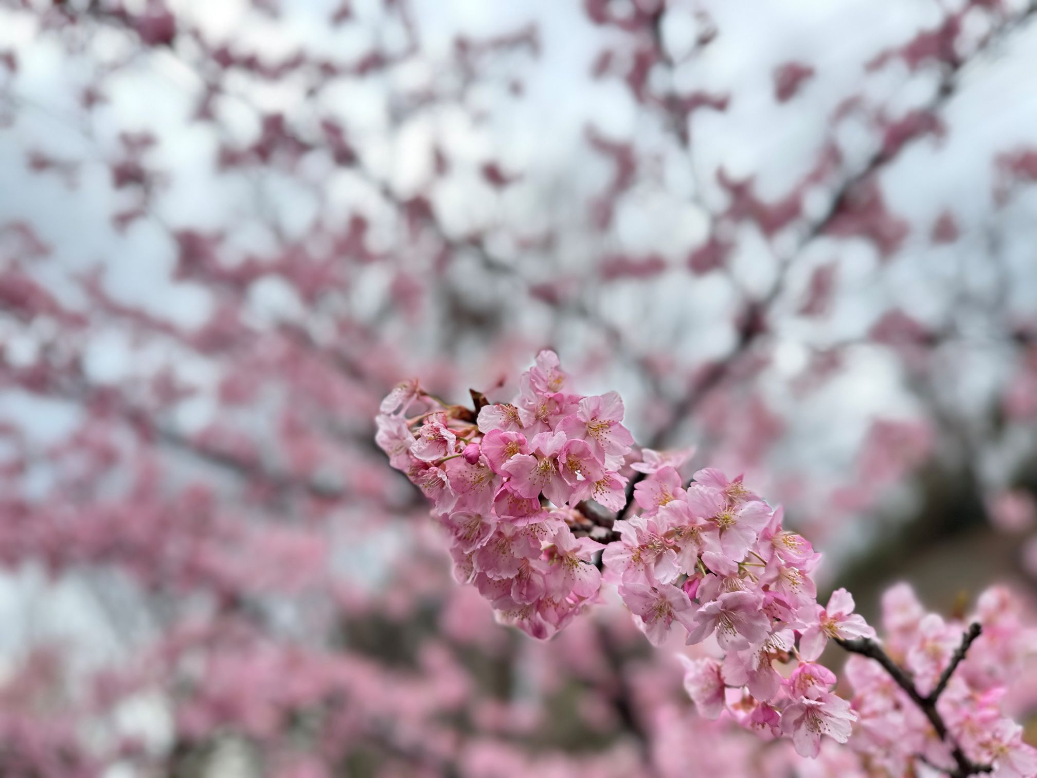 春なんだな（3/11）