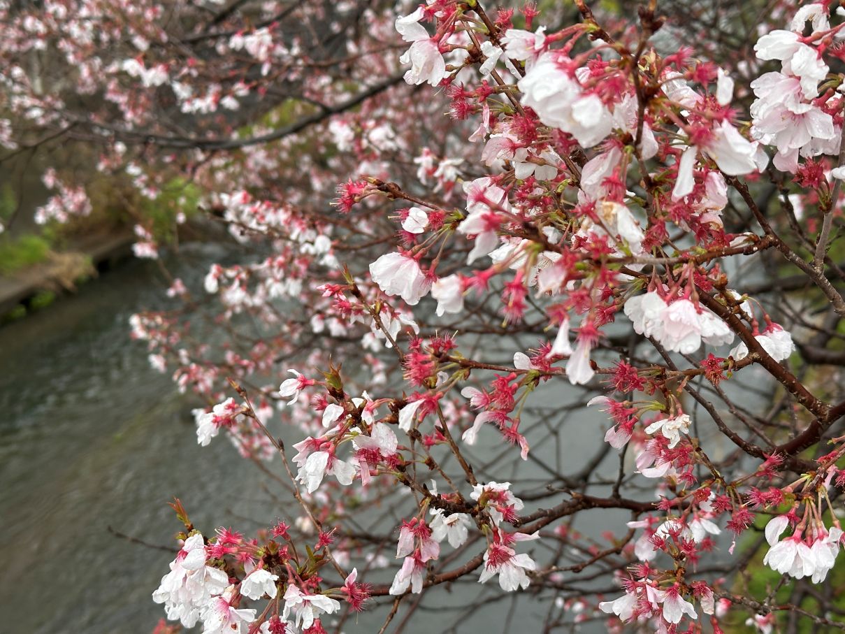 桜の季節だというのに（４/３）