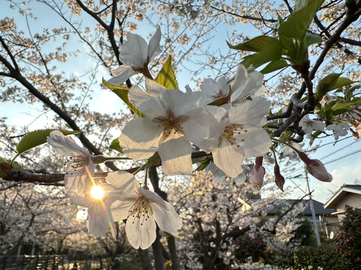桜も少し散り始め（4/7）