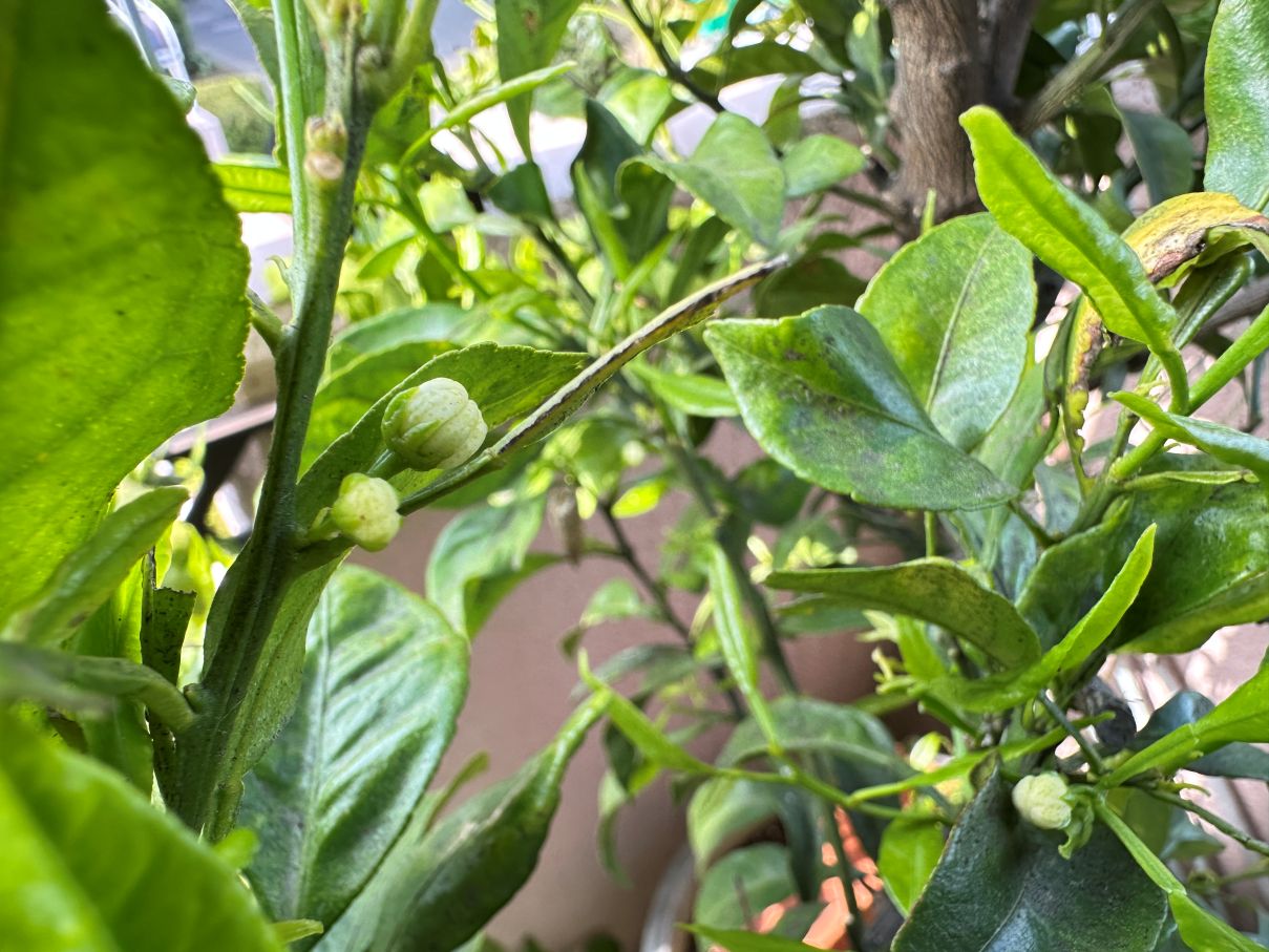 柑橘も花の準備（4/19）