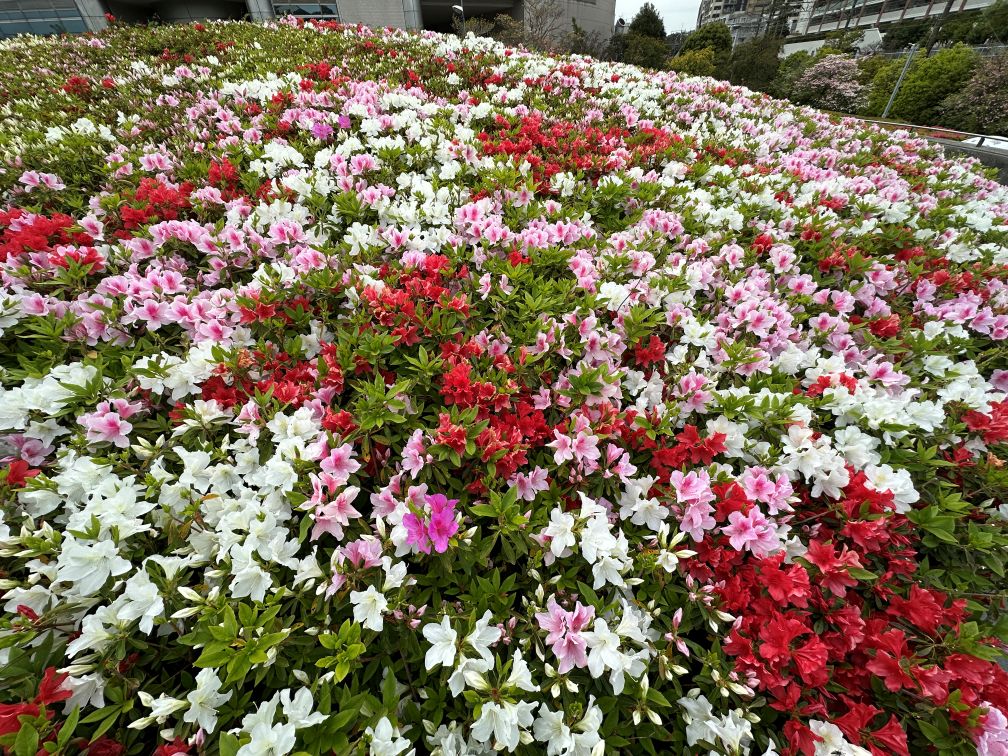 買い物散歩（4/20）