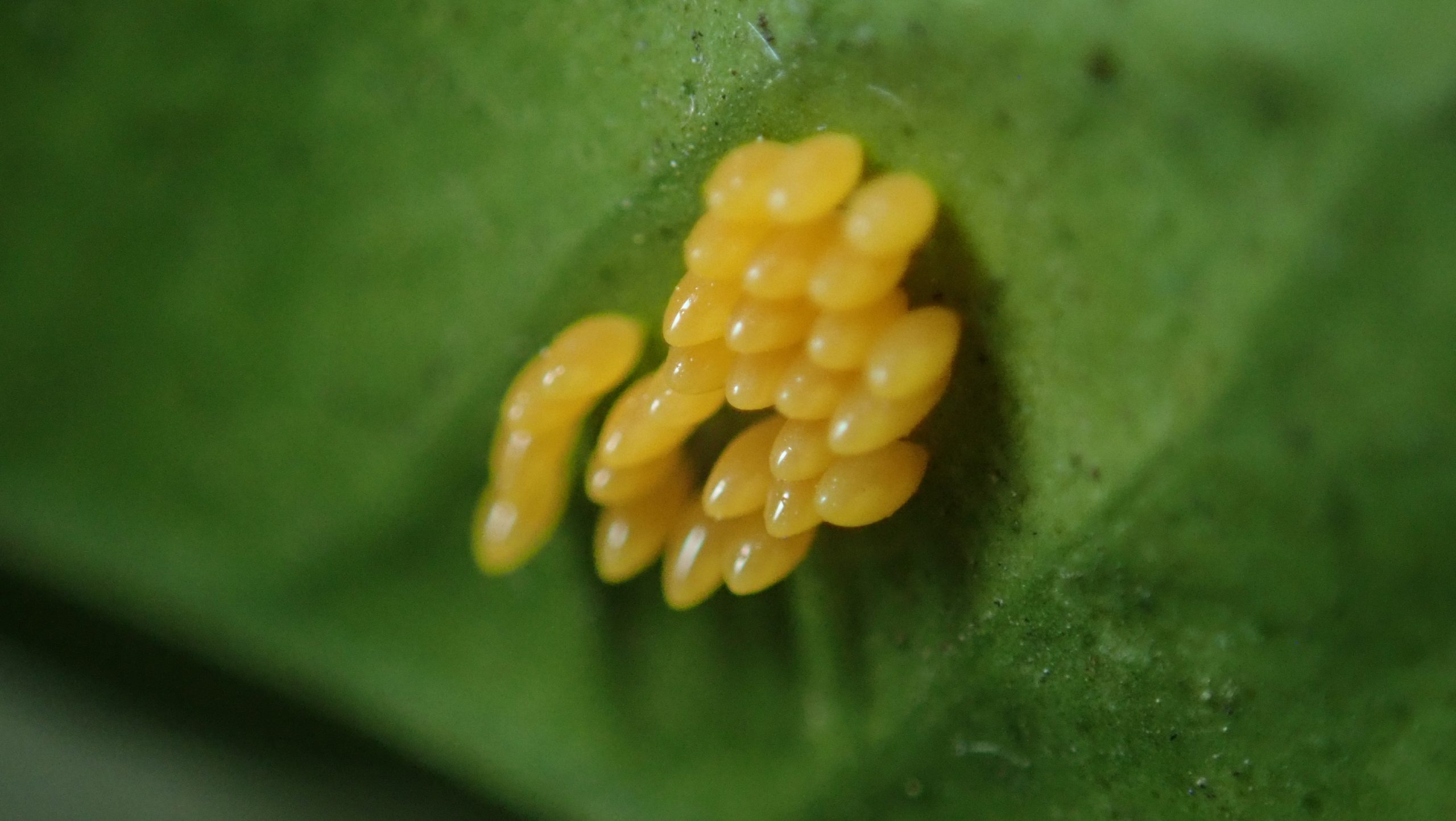 テントウムシの卵（4/22）