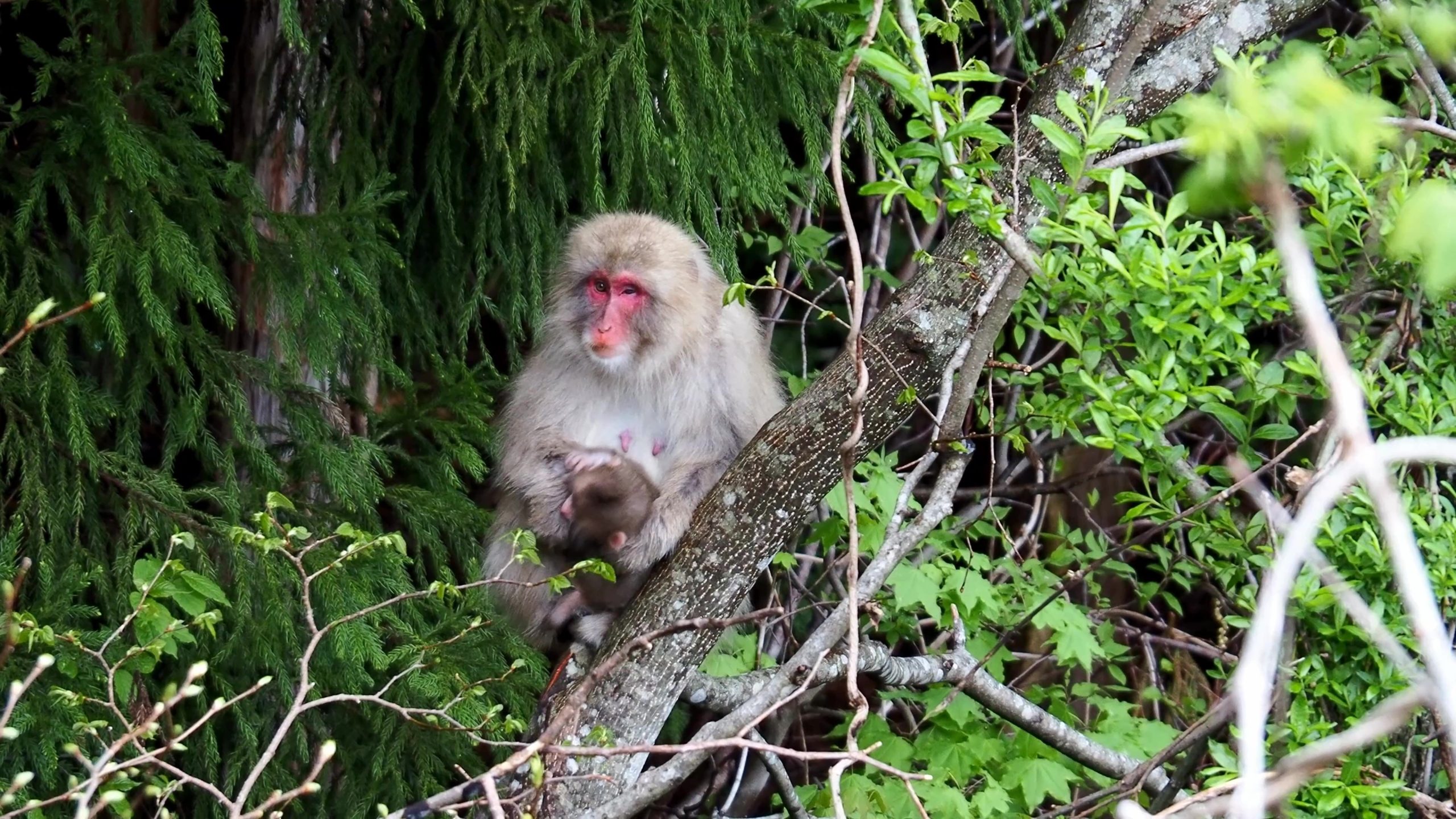 ニホンザル発見（5/17）
