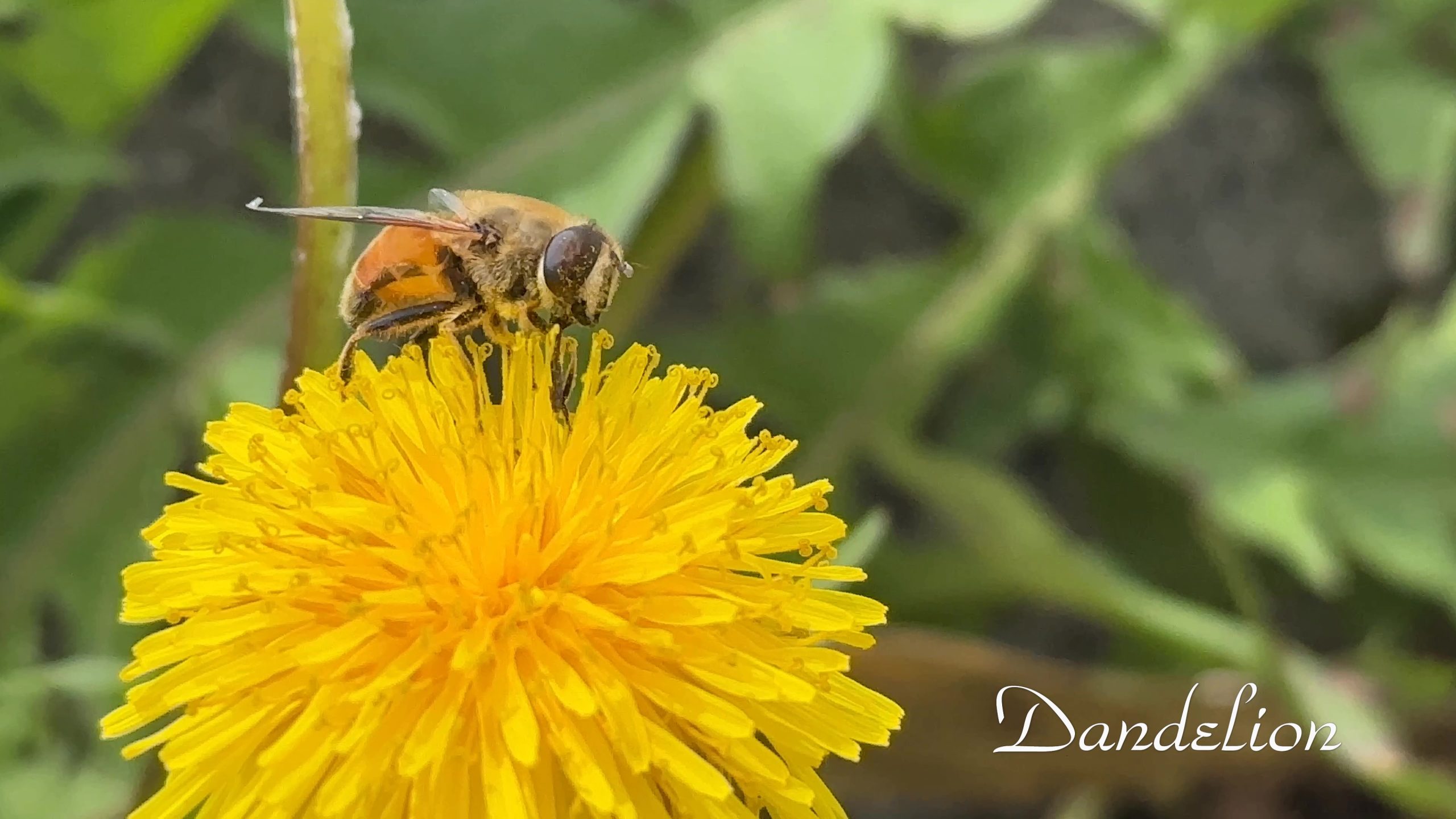 タンポポとハナアブ（5/27）