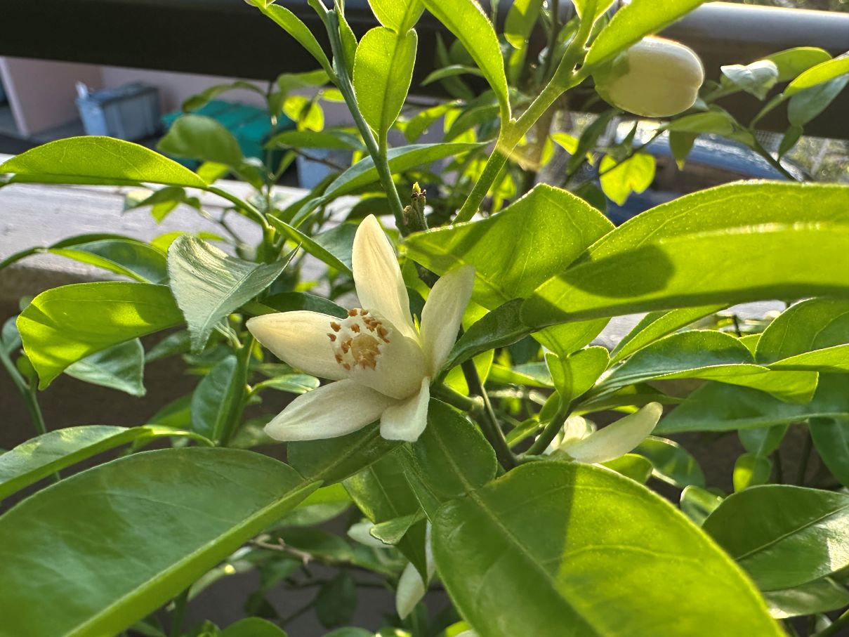 柑橘の花が咲き始めた（5/3）