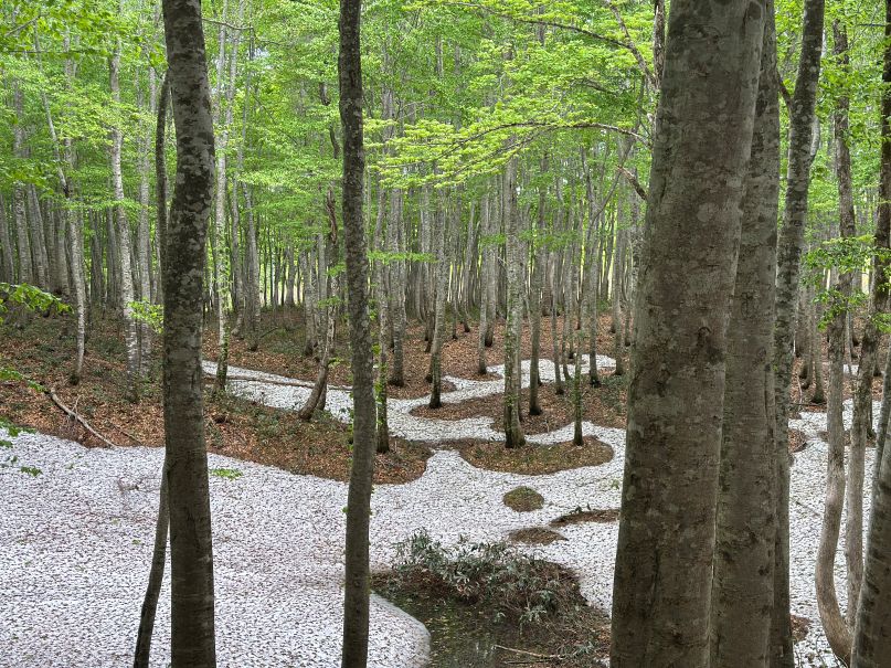 ブナの新緑（5/30）