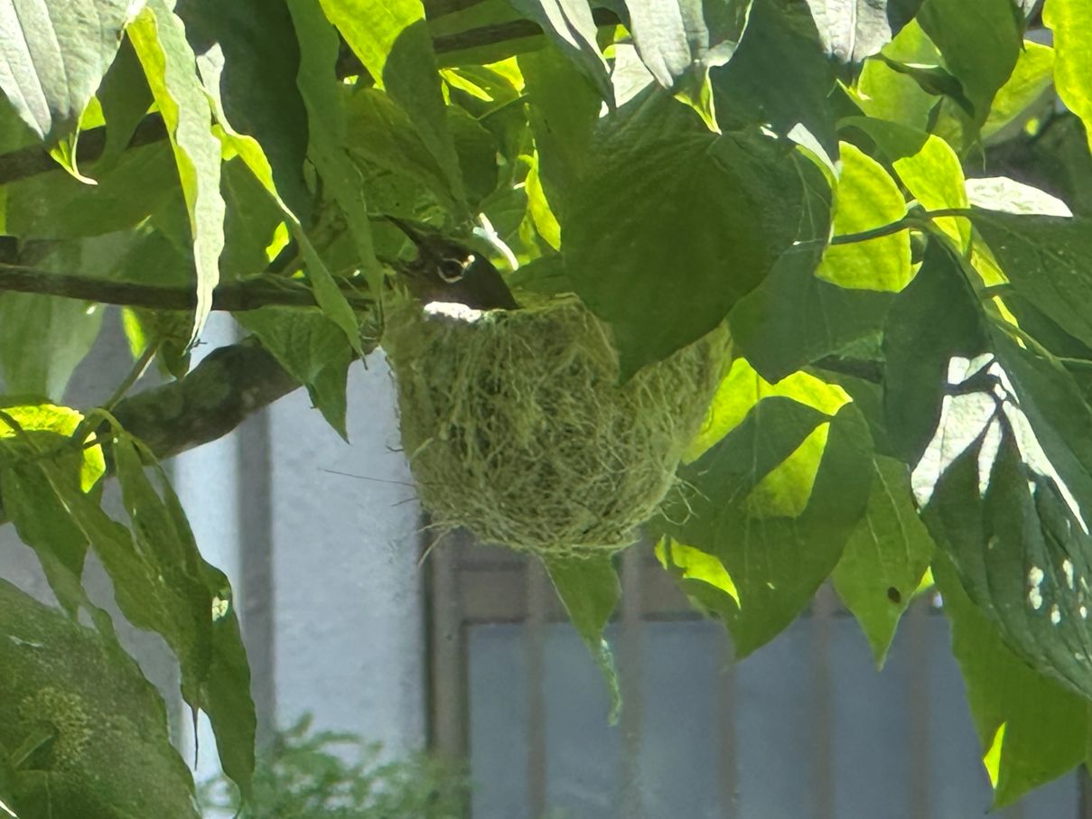 メジロの巣発見（6/28）