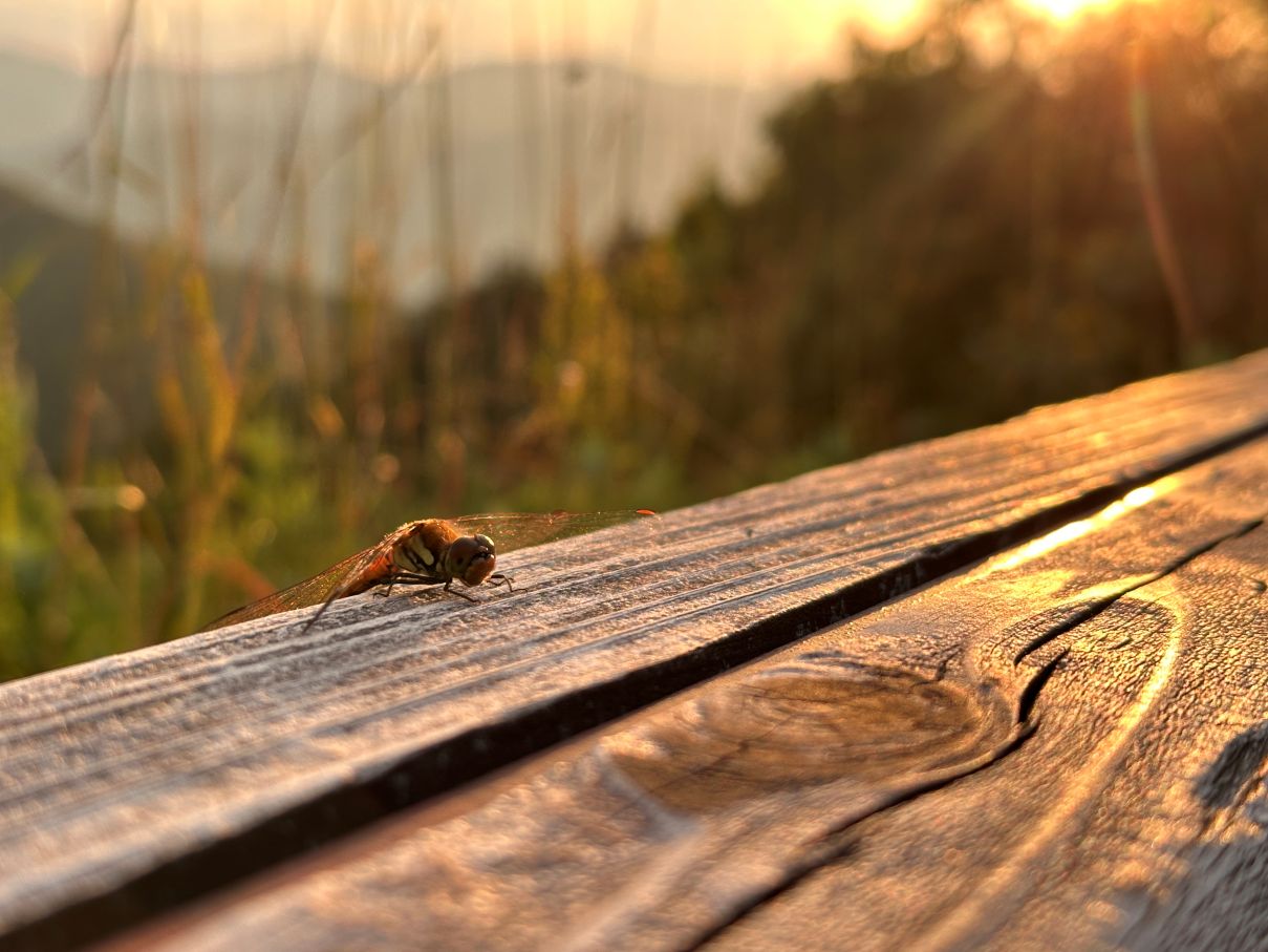 夕方のタイムラプス（7/19）