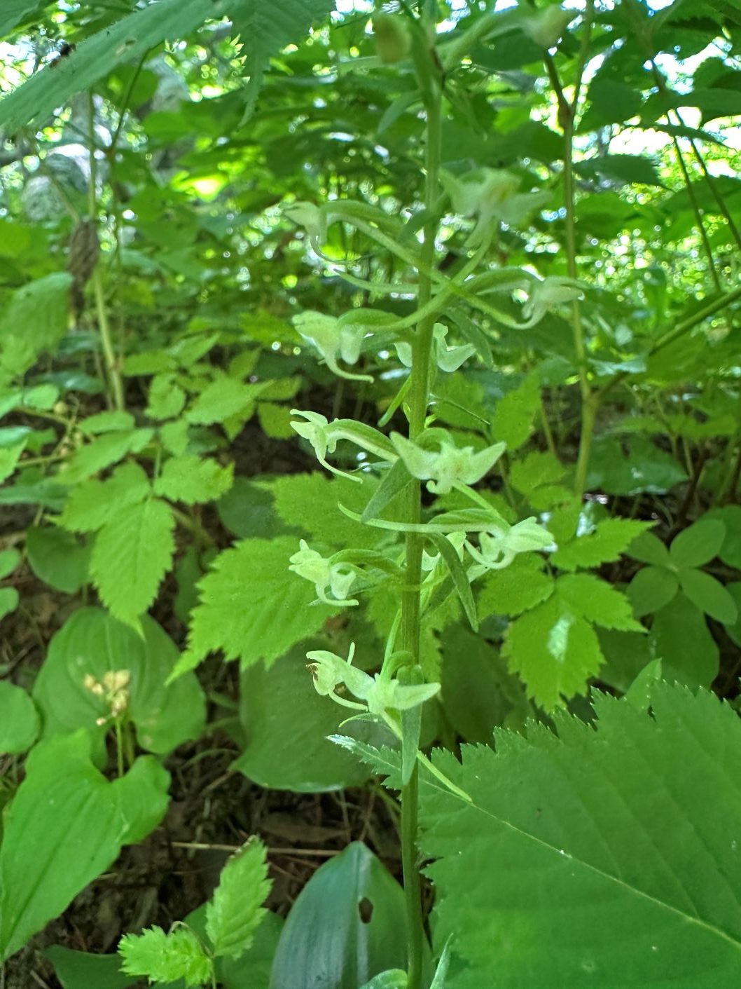 ヤマサギソウ（7/31）