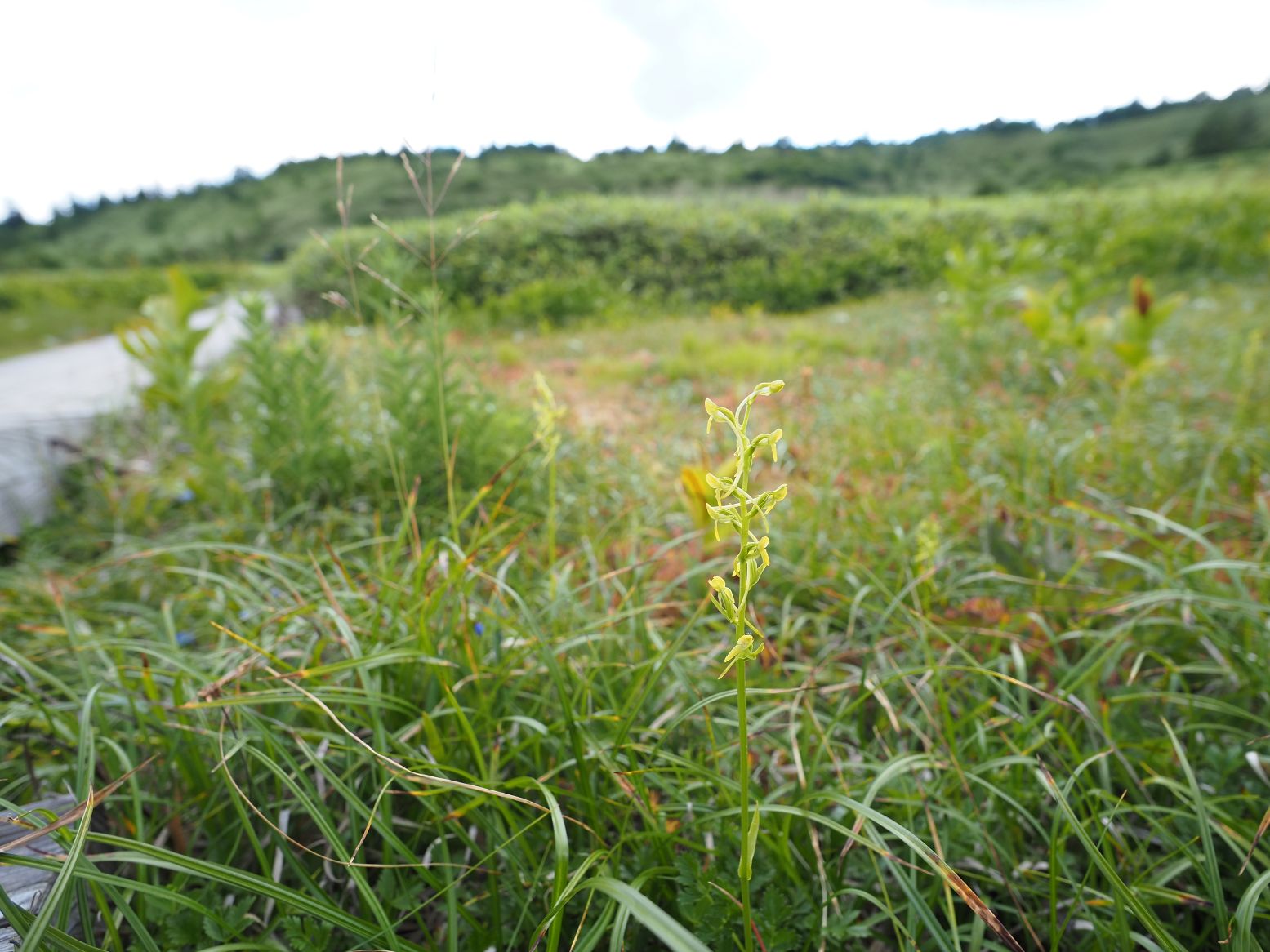 生き物探しハイキング（7/26）