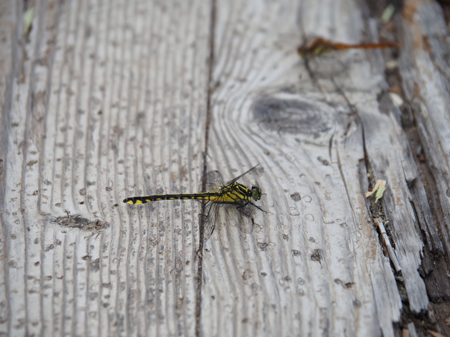 ミヤマサナエかな（7/26）