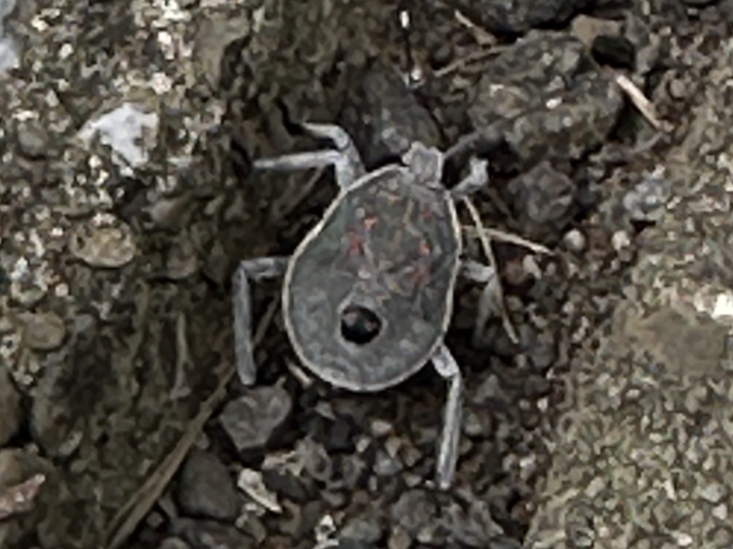 見慣れぬカメムシ（8/9）