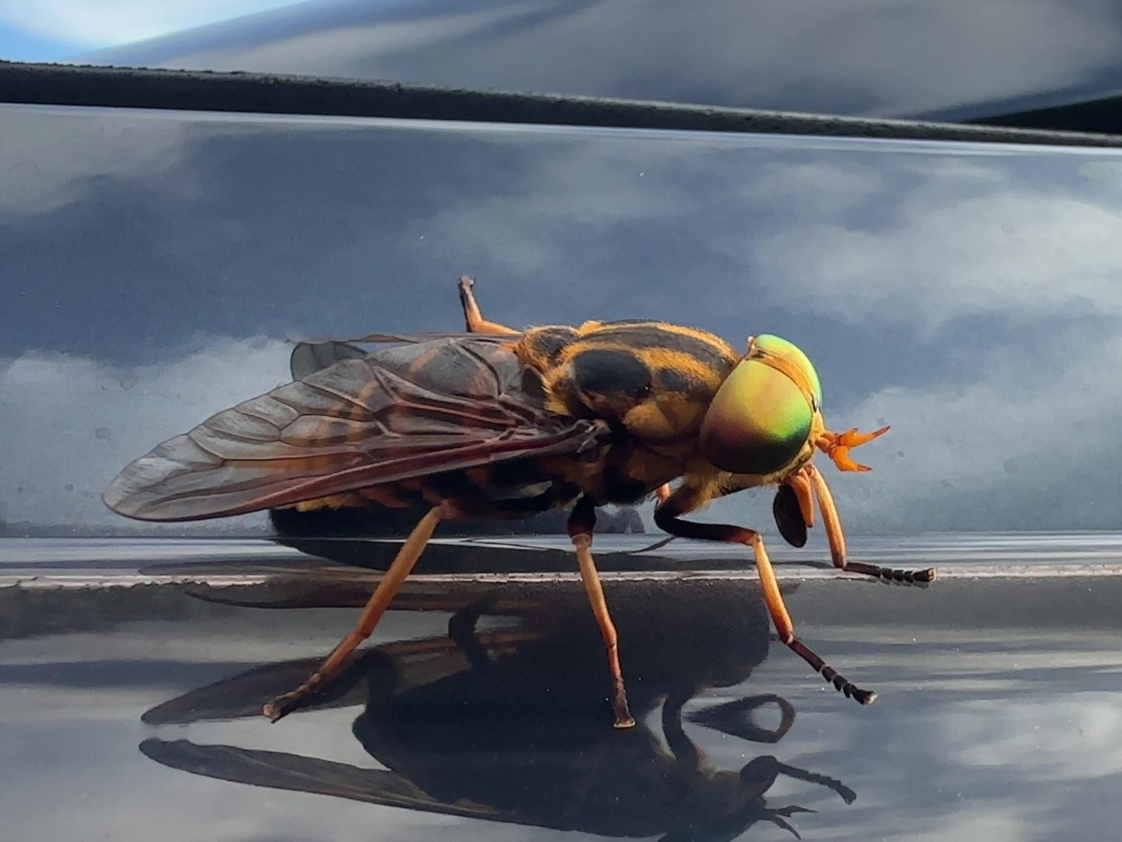 アブの観察（アカウシアブ）8/16