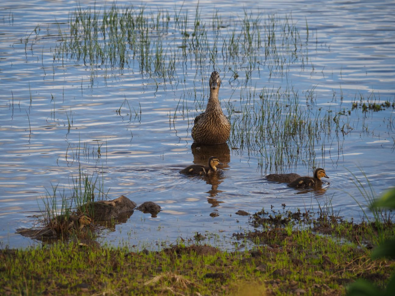 なにガモなんだろうか（8/3）