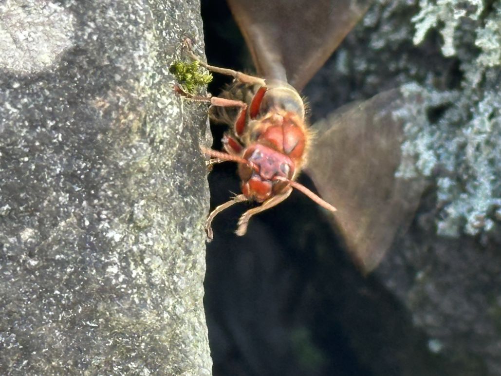 チャイロスズメバチ