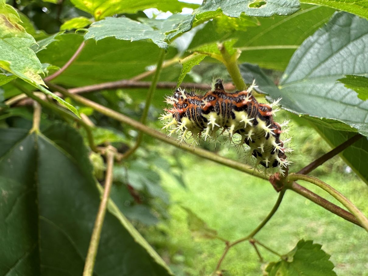 シータテハ幼虫（9/12）