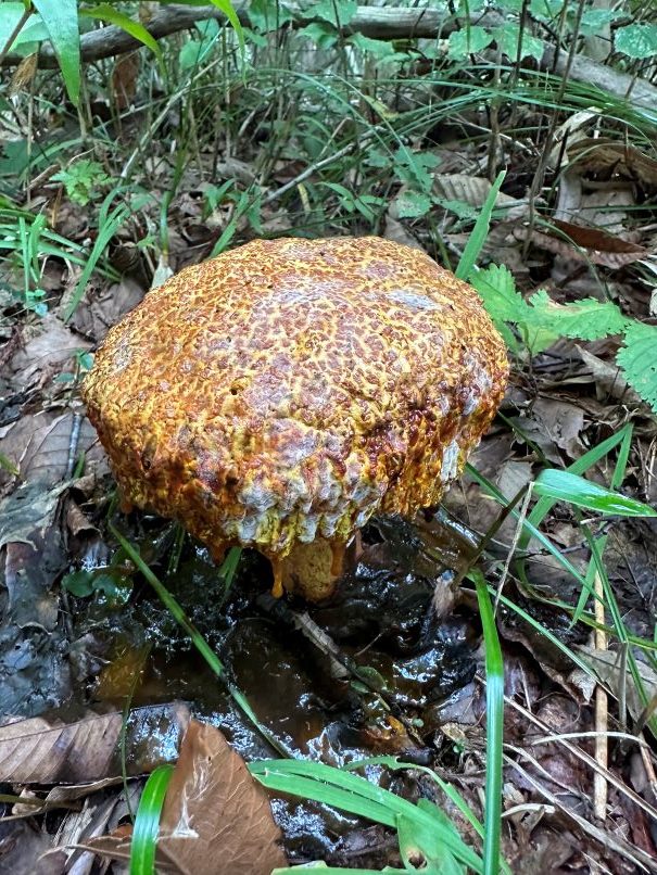 溶けていくきのこ（9/15）