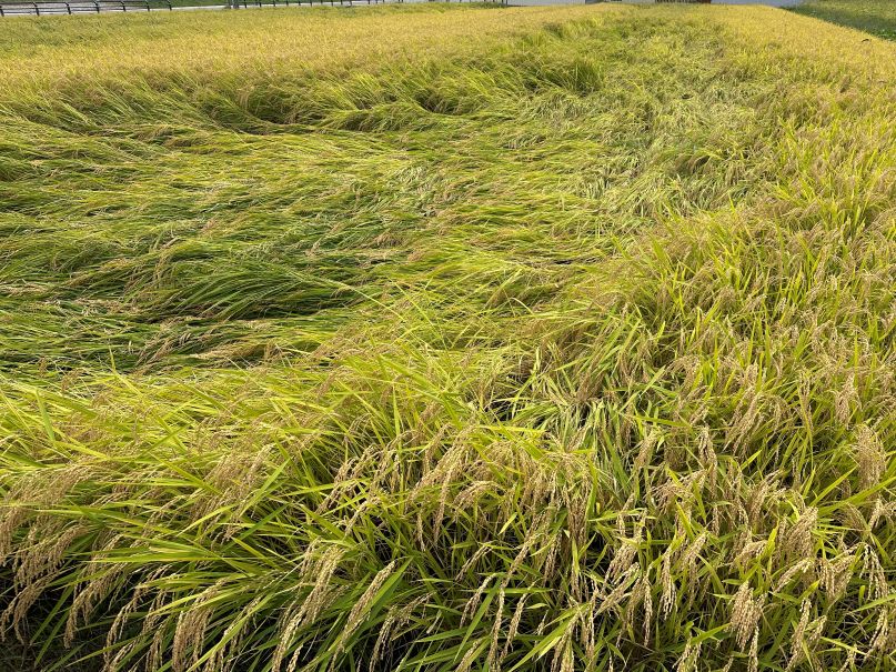 倒れる稲（9/21）
