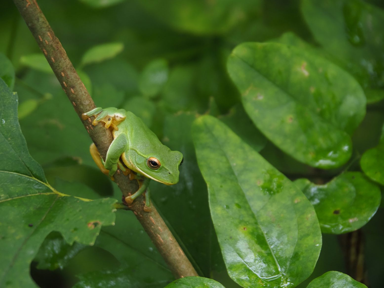 久しぶりのモリアオガエル（9/13）