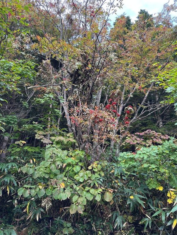 ナナカマドとクマ