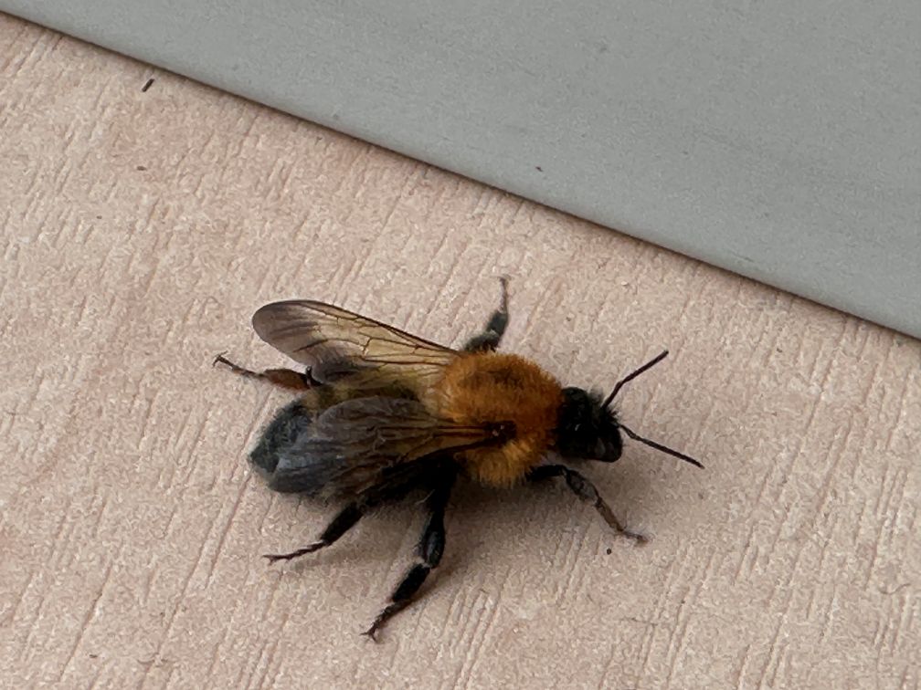 トラマルハナバチかな