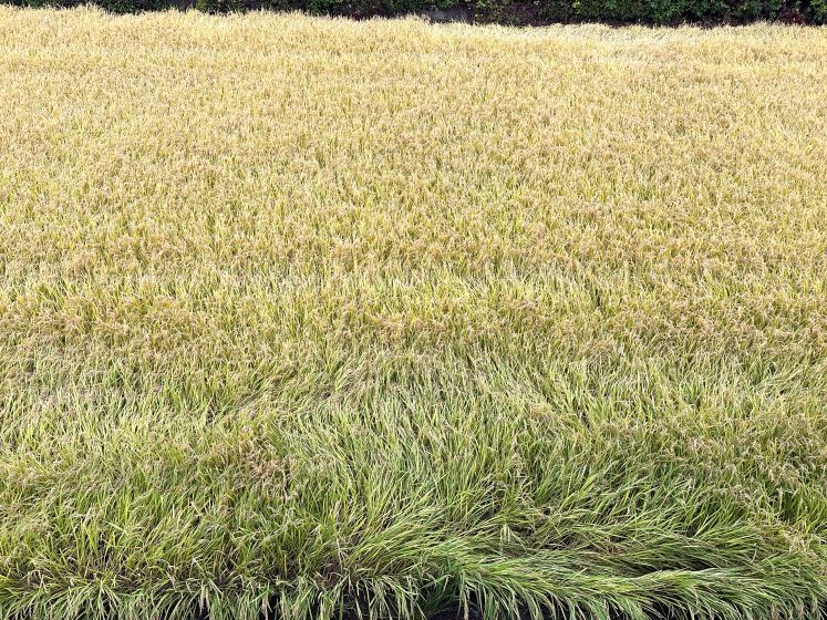 米はどうなった？