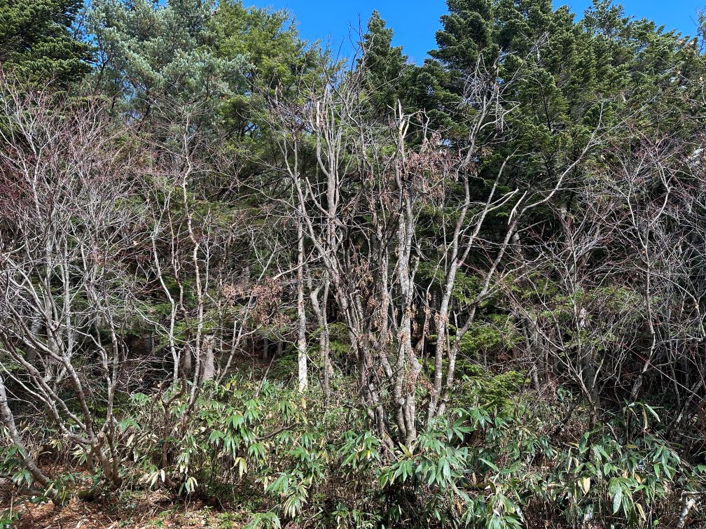 ナナカマドの熊棚見学