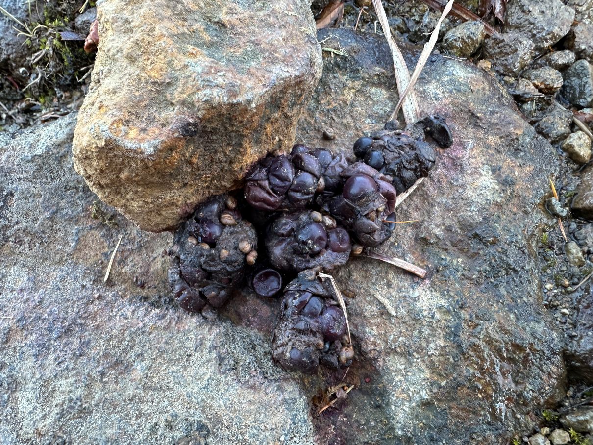 クマの糞かな（11/20）