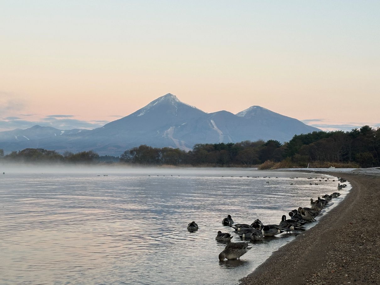 早朝の猪苗代湖でカモとご対面（11/23）