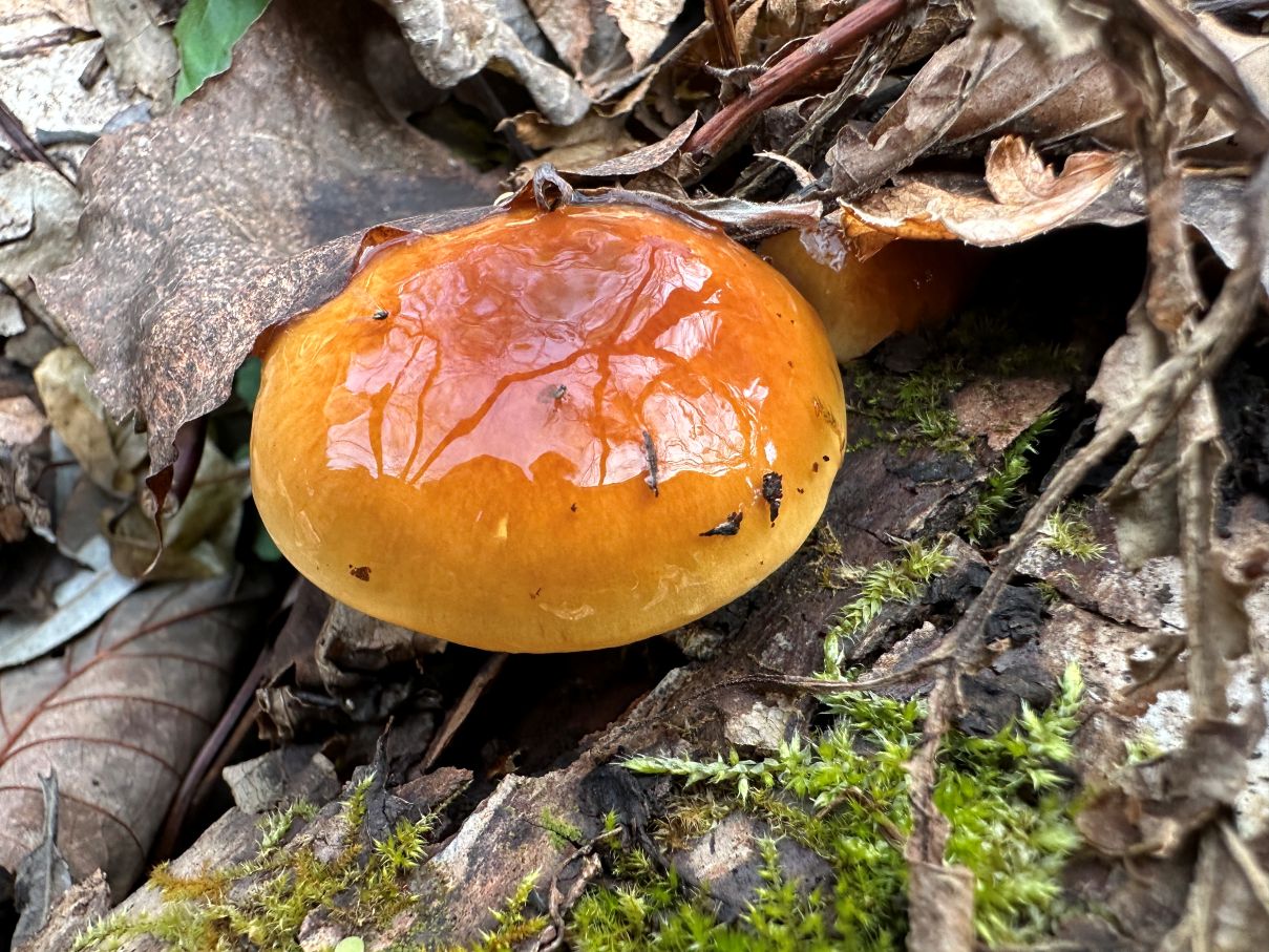 ナメコだ（11/27）