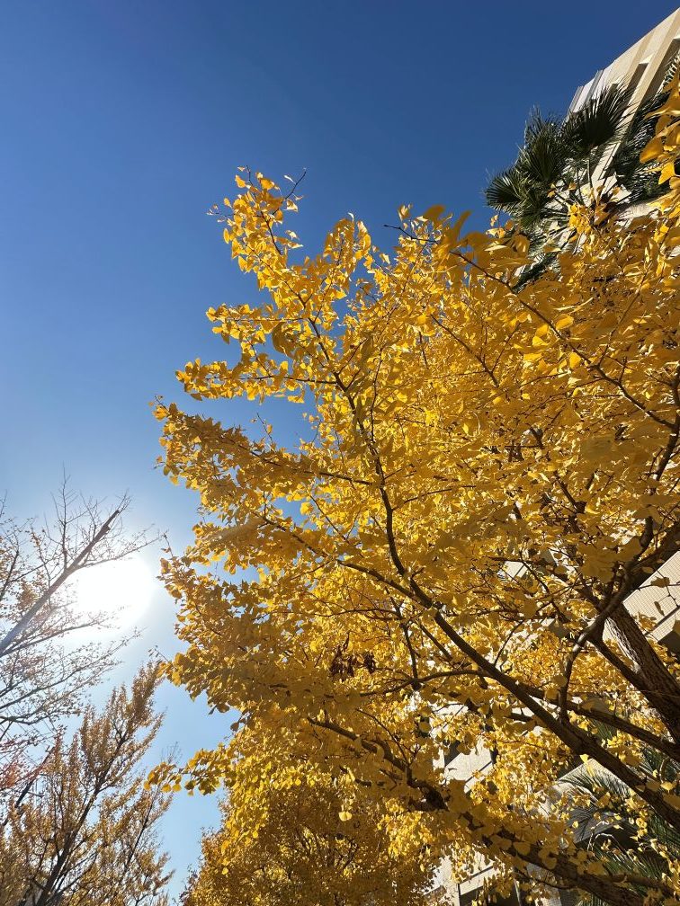 　やっぱり青空はいいな（11/30）
