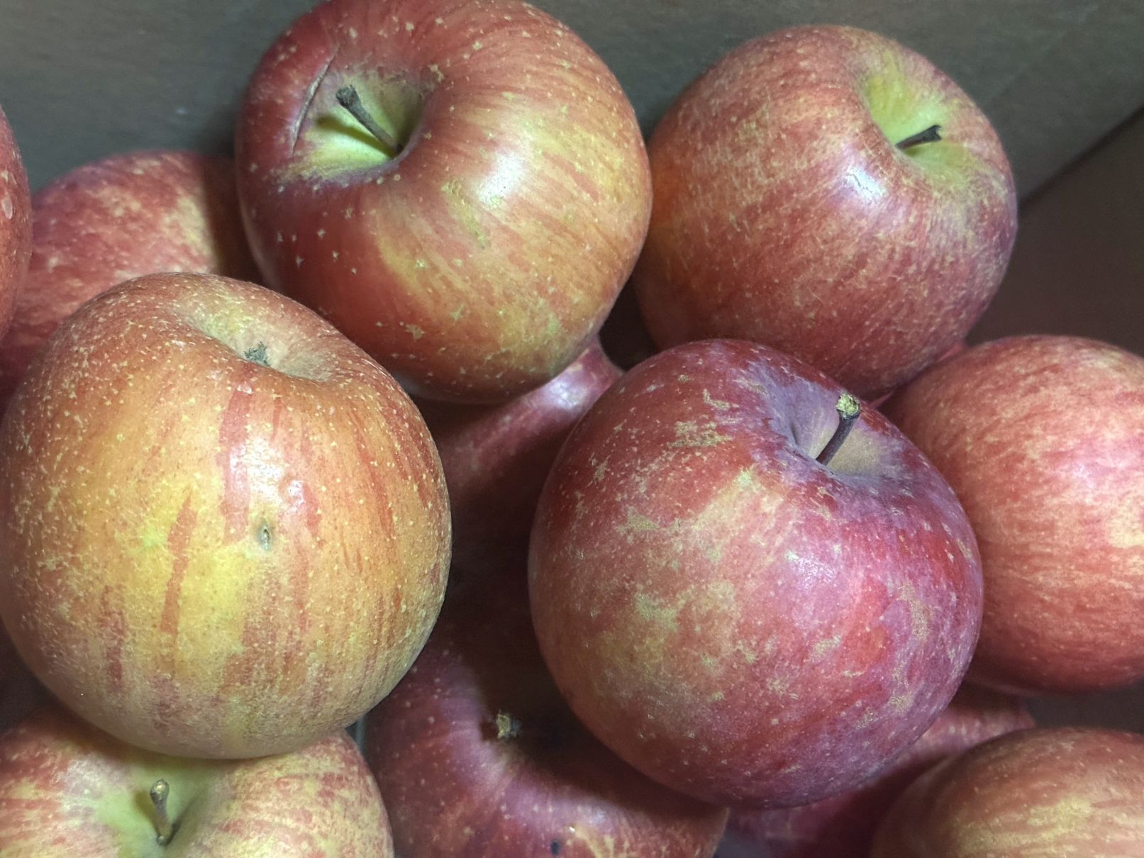 まだまだクマ（12/19）