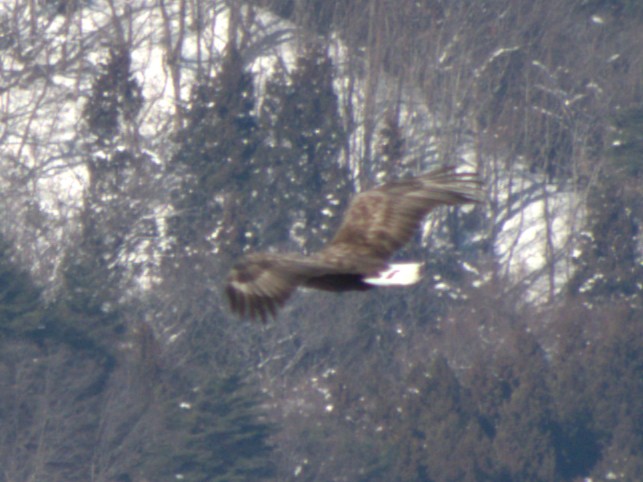 そういえばこいつは？