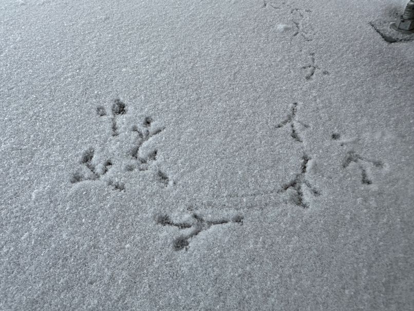 ちどりあし？（1/13）